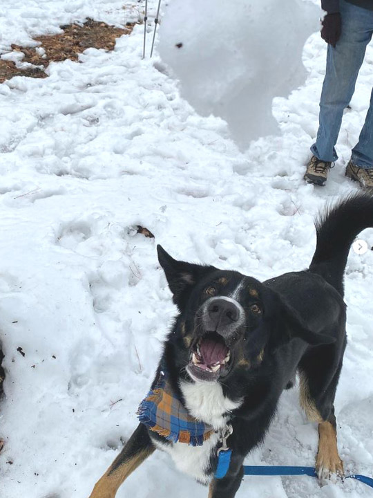 chinook dog